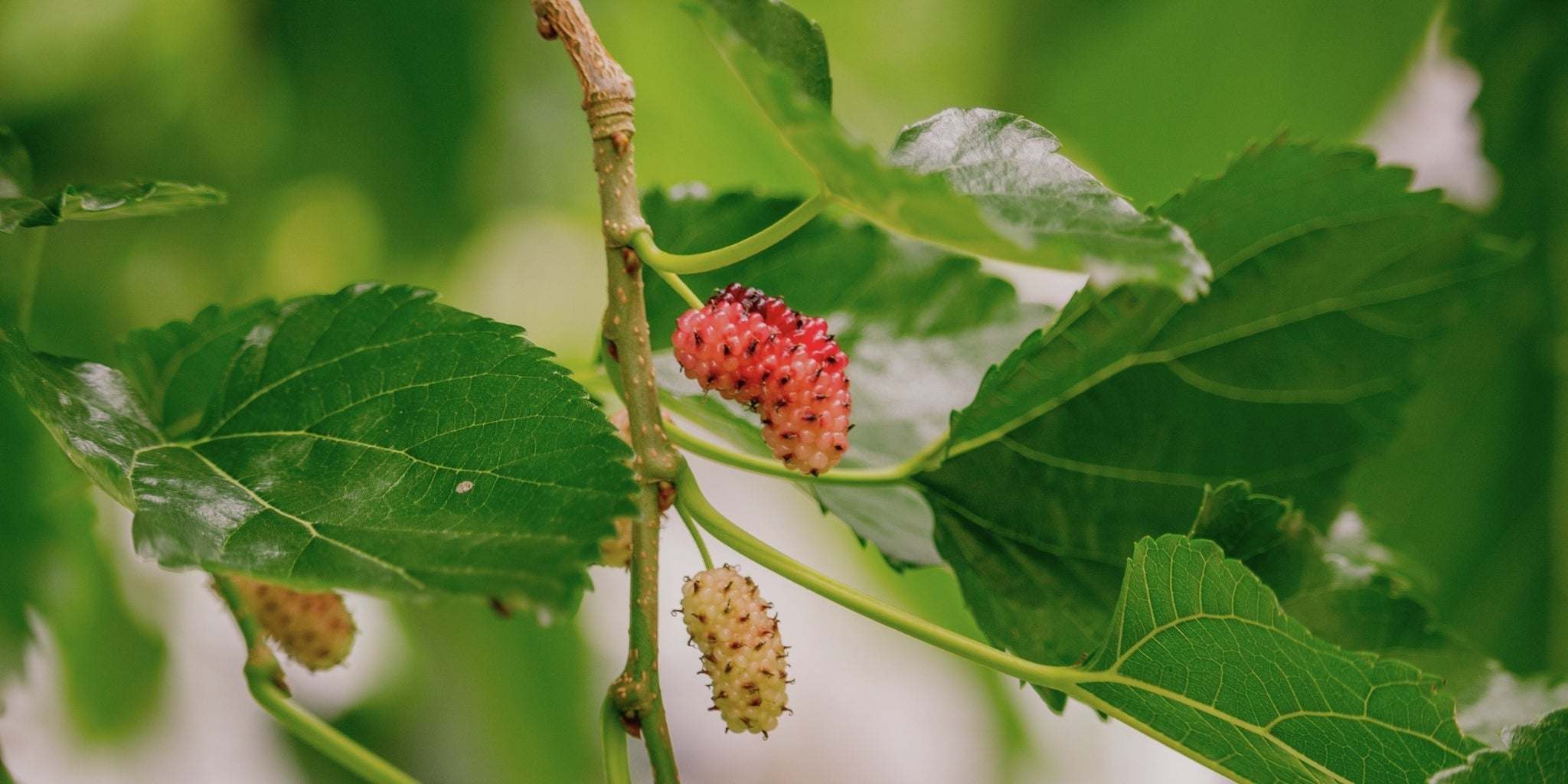 Il Sistema Seta Mulberries: circolarità e valorizzazione della fibra