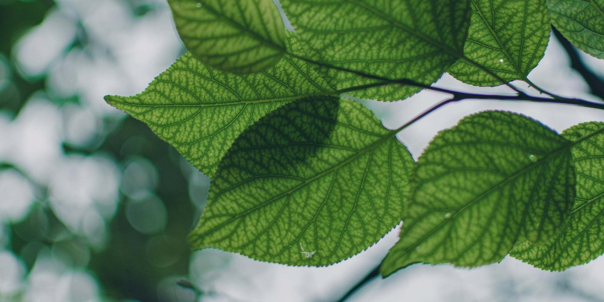 invenzioni di Leonardo da vinci ed il gelso